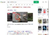 两狗大战眼镜蛇 狗主人观战_360搜索