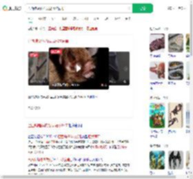 巴西蝙蝠体内发现冠状病毒_360搜索